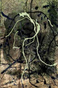 Rivière au tonnerre (2011) Rivière au tonnerre (2011)