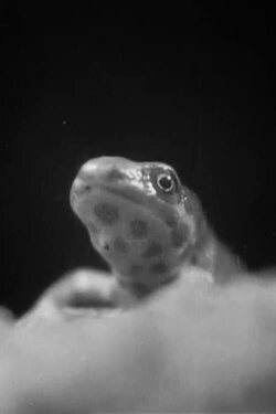 Romance in a Pond (1932) Romance in a Pond (1932)
