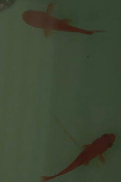 Room on the Shore (2014)