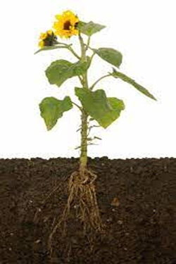 Roots Will Remain (2023)