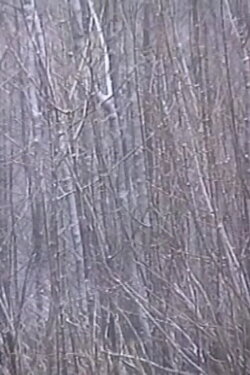 Rosa Rot (2001) Rosa Rot (2001)