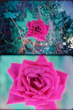 Rose (2013)