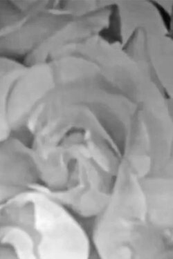 Roses in Full Colour (2021) Roses in Full Colour (2021)
