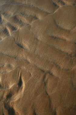Rover de plage (2022)