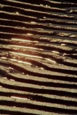 Sables (1969)