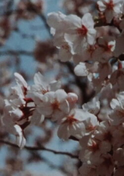 Sakura, Sakura (2014)
