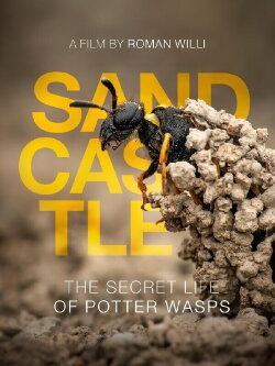 Sandcastle - The Secret Life Of Potter Wasps (2025) Sandcastle - The Secret Life Of Potter Wasps (2025)