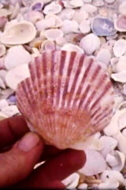 Sanibel (1978)
