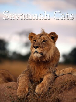 Savannah Cats (1995) Savannah Cats (1995)
