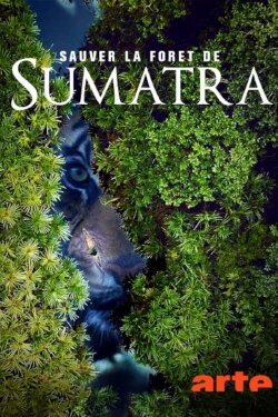 Save the Sumatran Forest (2019)