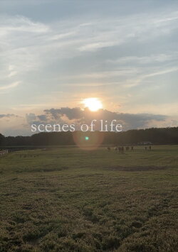 scenes of life (2020) scenes of life (2020)