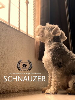 Schnauzer (2020)