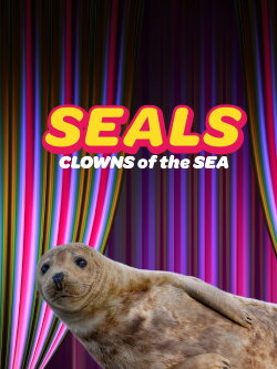 Seals - Clowns of the Sea (2021) Seals - Clowns of the Sea (2021)