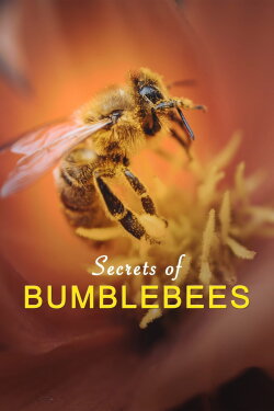 Hummeln - Bienen im Pelz (2013) Hummeln - Bienen im Pelz (2013)