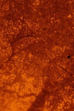 See Beneath the Static (2020)