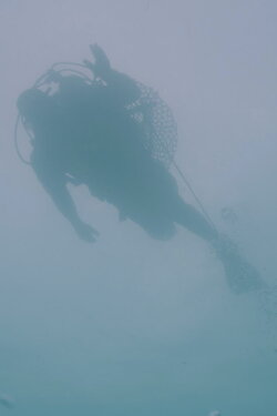See, See, Sea (2024)