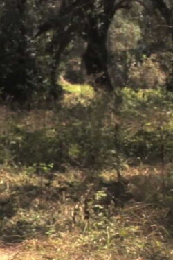 Seeing Van Gogh (2008)