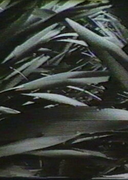 Sensation '77: Mimicry (1977) Sensation '77: Mimicry (1977)
