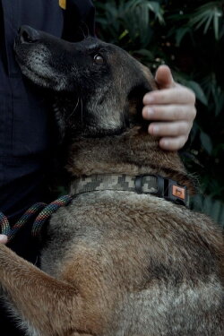 Service dogs and their people (2022)