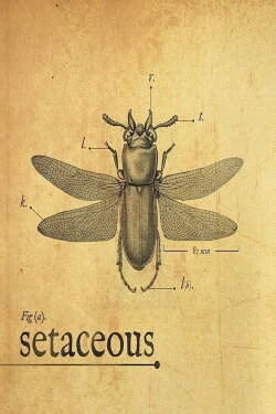 Setaceous (2017)