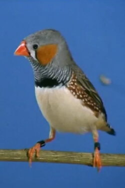 Sexuelle Prägung bei Prachtfinken (1973) Sexuelle Prägung bei Prachtfinken (1973)