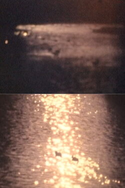 SHADOW FOREST (1991)