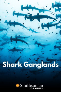 Shark Ganglands (2020) Shark Ganglands (2020)