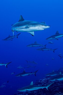 Shark Swarm (2017)