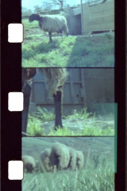 Sheep Reels 1-7 (2018) Sheep Reels 1-7 (2018)