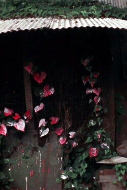 Shelter (1980) Shelter (1980)