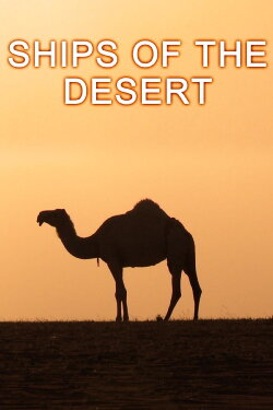 Ships Of The Desert (2011) Ships Of The Desert (2011)