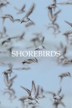 Shorebirds (2023) Shorebirds (2023)