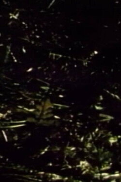 Short Films 1975: #9 (Forest Love Scene) (1975) Short Films 1975: #9 (Forest Love Scene) (1975)