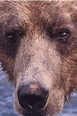 Showdown at Grizzly River (2000)