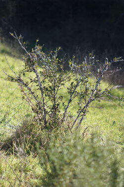 Shrub Oak (2023)