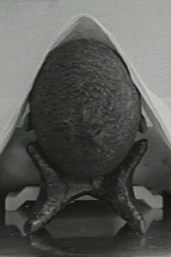 Six Positions (1998) Six Positions (1998)