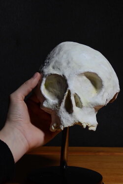 Skull (2021) Skull (2021)