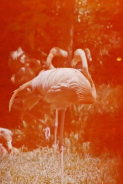 Sleeping Flamingo (2018)