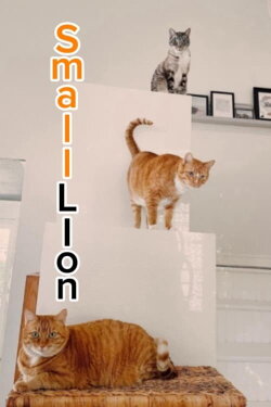 Small Lion (2024)