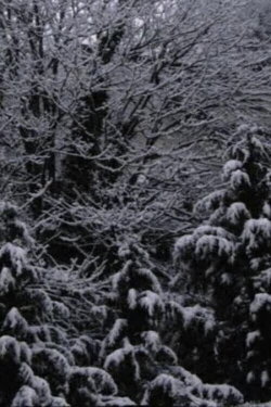 Snow Film (2019) Snow Film (2019)