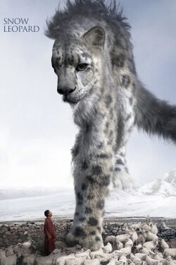 Snow Leopard (2023) Snow Leopard (2023)