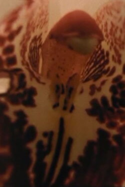 Sometimes, Watching Contemplatively (1994)