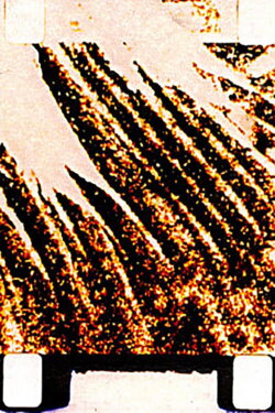 Song of the Mushroom (2002) Song of the Mushroom (2002)
