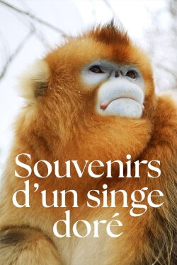 Souvenirs d'un singe doré (2023) Souvenirs d'un singe doré (2023)