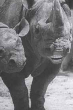 Speaking of Animals: In a Musical Way (1945) Speaking of Animals: In a Musical Way (1945)