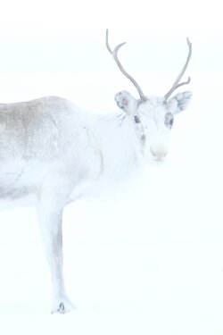 Spirit of the Reindeer (2019) Spirit of the Reindeer (2019)