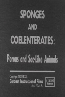 Sponges and Coelenterates: Porous and Sac-Like Animals (1962) Sponges and Coelenterates: Porous and Sac-Like Animals (1962)