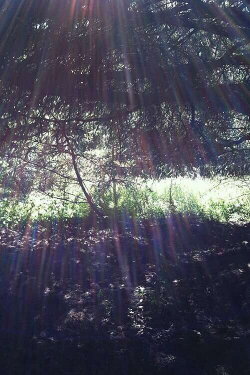 Spring (2013)