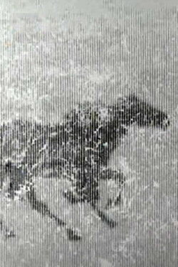 Spring 1999 (2000)