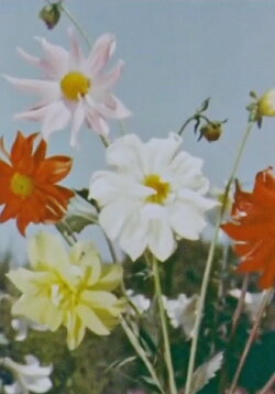 Spring Comes to Kashmir (1956) Spring Comes to Kashmir (1956)